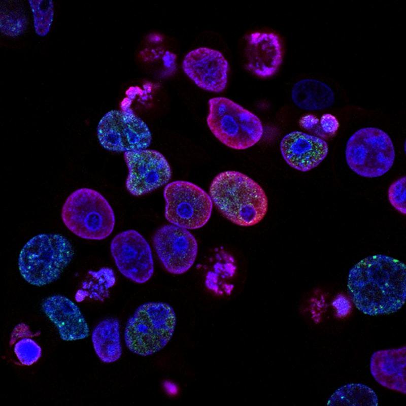 Peptides, Ibogaine, and the Healing Economy